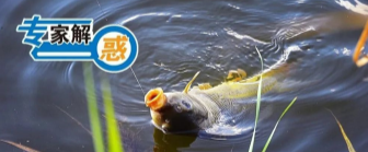 黄河湿地保护区为什么不能养鱼？